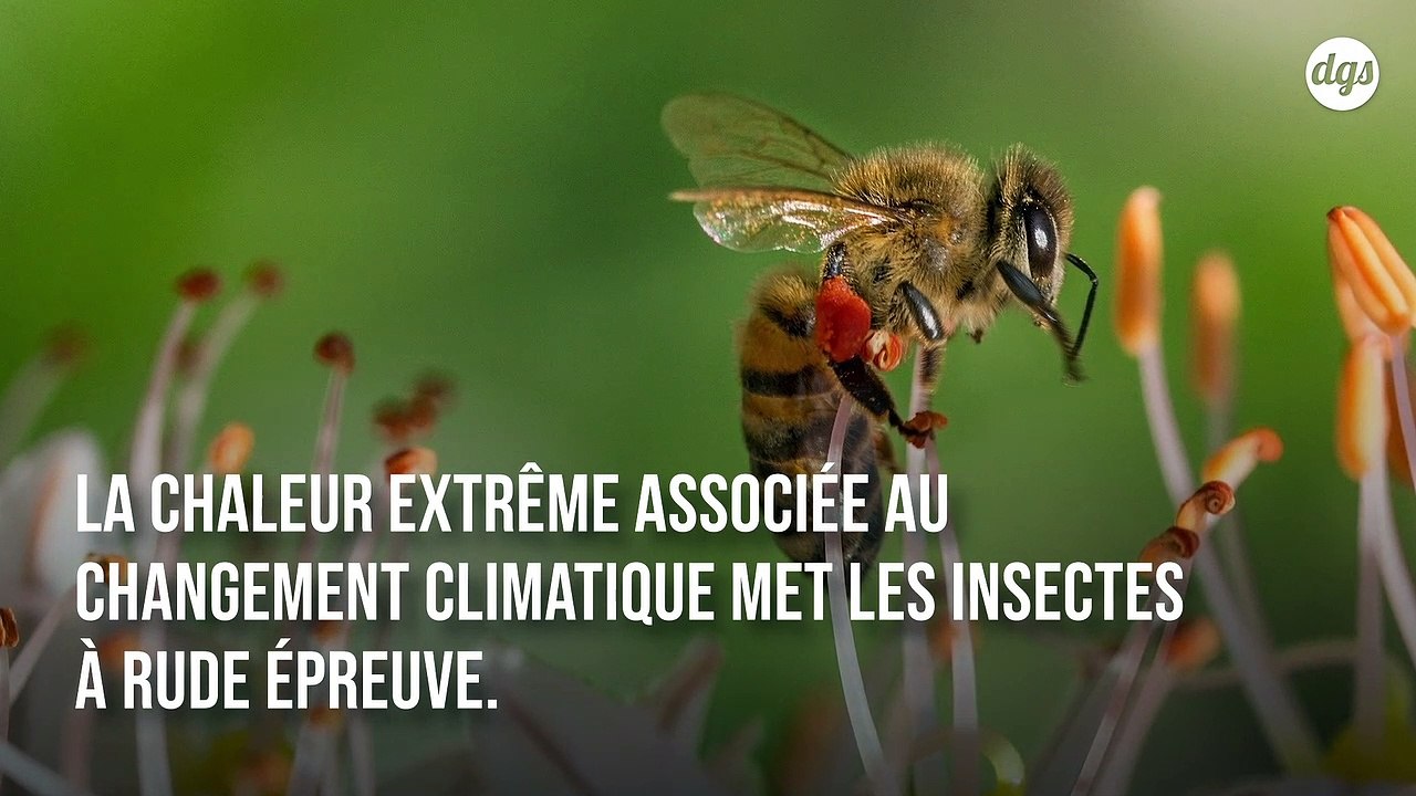 Cette étude alarmante montre à quel point le stress thermique affecte la fertilité des insectes