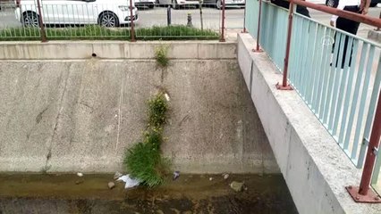 Kanalda mahsur kalan posta güvercini, itfaiye ekiplerince kurtarıldı