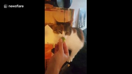Curious cat tries broccoli for first time and doesn't know how to react