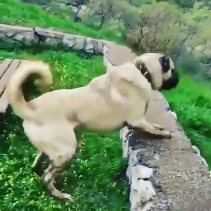GENC HIZLI VE OFKELi ANADOLU COBAN KOPEGi - YOUNG and ANGRY ANATOLiAN SHEPHERD DOG