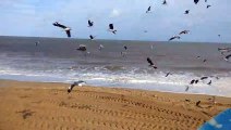 Várias Gaivotas na Praia