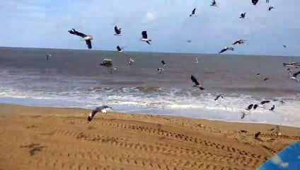 Várias Gaivotas na Praia