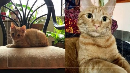 petsmao.nownews-copy2-20200430-23:27