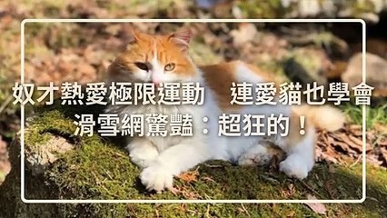 petmao_nownews-copy1-20200430-23:28