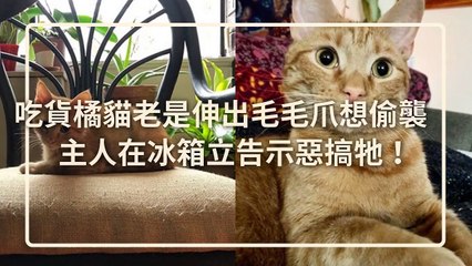 petmao_curation_mobile-copy2-20200430-23:30