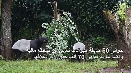فيروس كورونا يدفع الحيوانات في حدائق الحيوان في إندونيسيا إلى حافة المجاعة