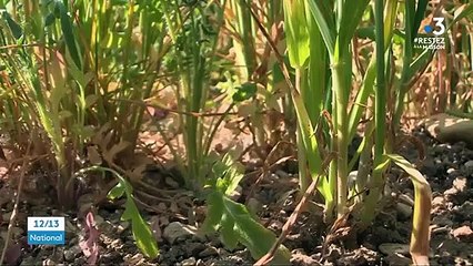Agriculture : la sécheresse menace une grande partie du territoire