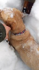 Fisher Goes Swimming in the Snow