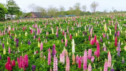 Hundreds of thousands of colourful Lupines bloom in eastern China