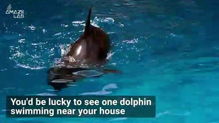 Drone Footage Captures About 60 Dolphins in Bay in Ireland