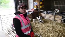 New Lambs at Landmarks specialist college