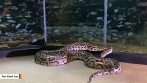 Move Over Penguins:  Monster Burmese Python Goes For A Walk In Zoo
