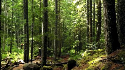 William Wordsworth | I Wandered Lonely As a Cloud | Classic English Poetry | High Quality Audio | 4K