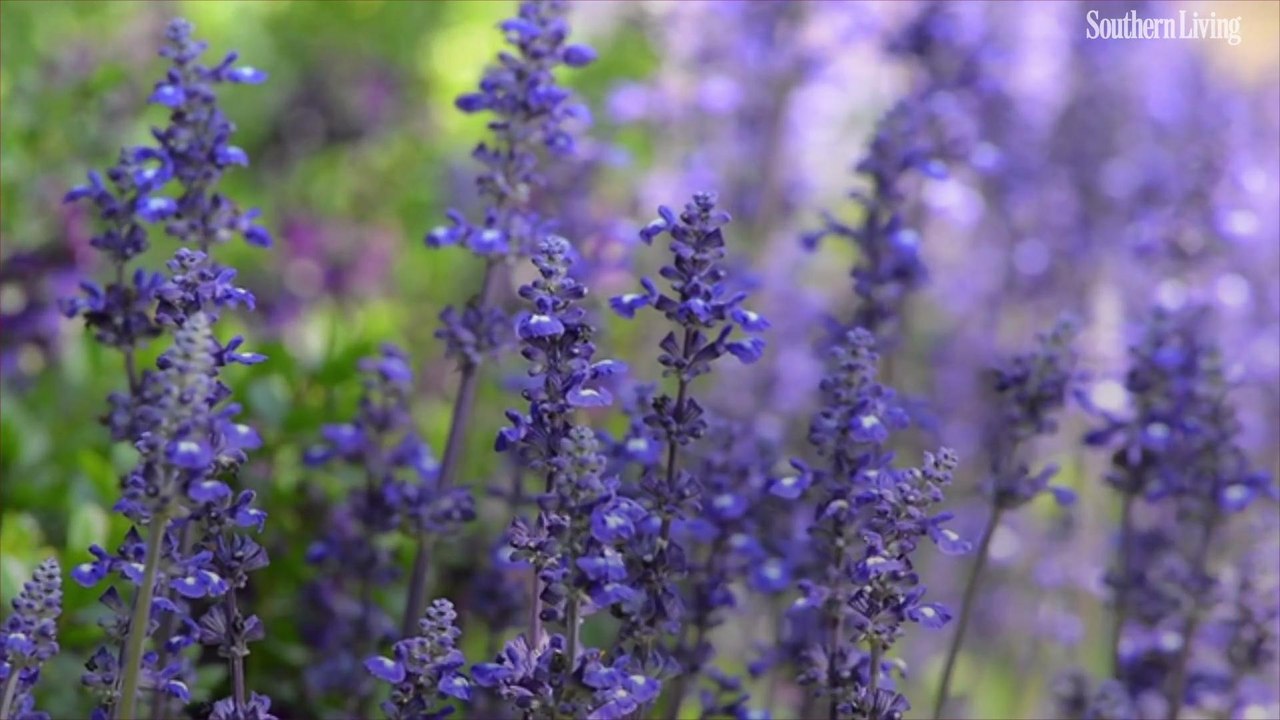 The History Behind the Most Iconic Herbal Essences Scents