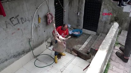 ESENYURT'TA KAÇAK KOYUN KESTİRDİ, SATARKEN KUYRUK OLUŞTU, ZABITA EL KOYDU