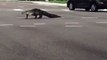 Voilà ce qu'on peut croiser sur la route en Floride : de gros alligators