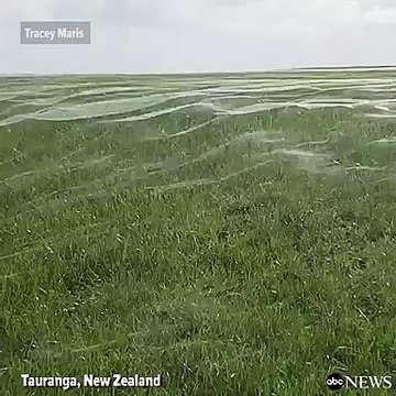 Ce champ de Nouvelle Zélande est recouvert de toiles d'araignées
