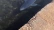 Un requin bleu filmé dans le port de Sète