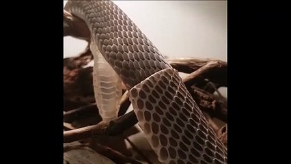 Ce serpent black mamba change de peau et c'est magnifique