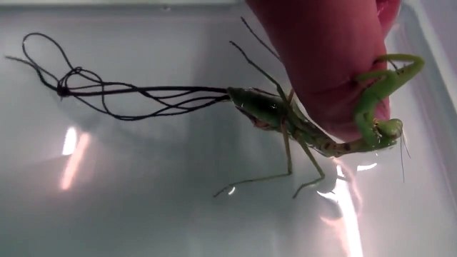 Ce qui sort de cette mante-religieuse est terrifiant... parasite monstrueux