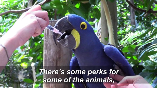 Zoo animals miss their visitors amid coronavirus pandemic