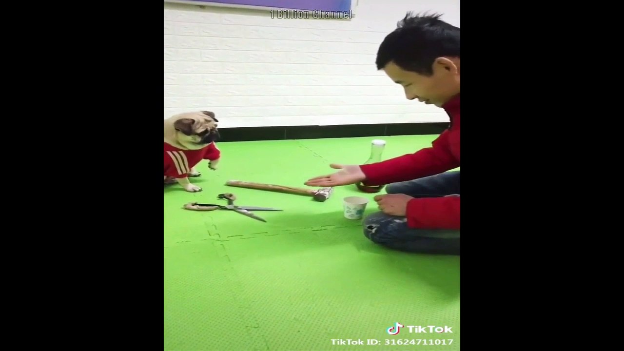  Funny  Cute animals  rewind the first quarter 2020 