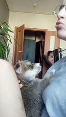 Husky Puppy Learns to Howl Like a Wolf