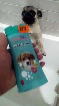 Dog Loves To Take Showers While Standing