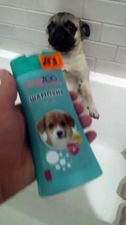 Dog Loves To Take Showers While Standing