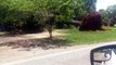 Intense Storm Blows Trees into Houses in South Carolina