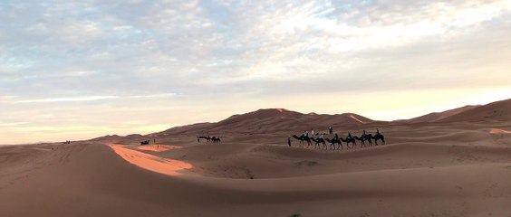 Camels traveling in the desert