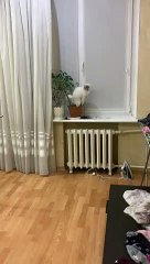 Cat Caught Tipping Potted Plant