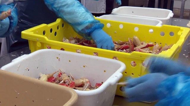 30 avril topo-pêche au homard