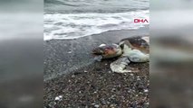Marmaris'te ağlara takılarak ölen careetta kaplumbağası karaya vurdu