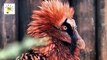 8 Most Dangerous Birds In The World - Duniya k Khatarnak Tareen Parindy