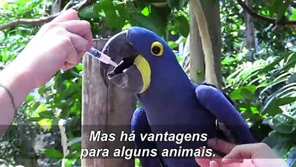 Animais sentem falta de público