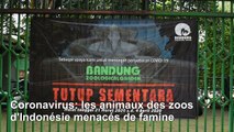 Coronavirus: un zoo indonésien et le spectre de la famine