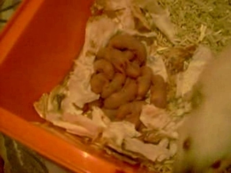 les bibous de Isis a 1 jours