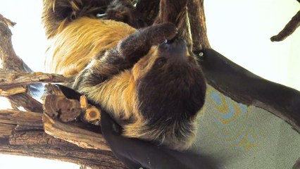 Cute Animals - Sloth!