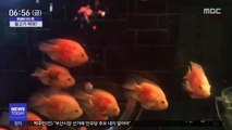 [이슈톡] 물고기 몸에 '빨간 페인트칠'한 中 수족관