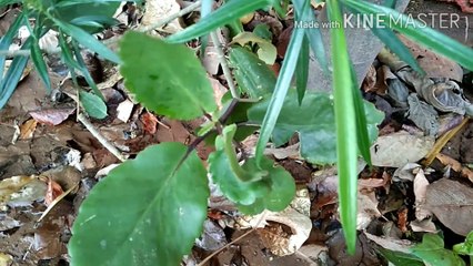 पत्थरचटा।।pattharchatta plant||kideny stone remover||growing & caring tips