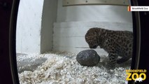 Rare Leopard Cub Born At Brookfield Zoo
