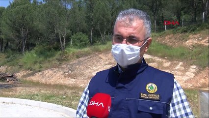 Kızılçam ormanlarını terminatör böcekler koruyor