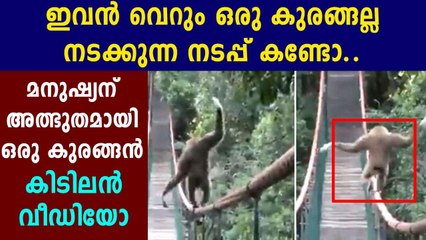 കുരങ്ങന്റെ ധൈര്യം സമ്മതിക്കണം | Oneindia Malayalam