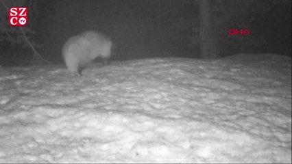 Türkiye'de ilk kez görülen Covid-19 şüphelisi rakun köpeği için uyarı