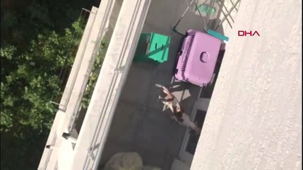 BURSA Sahibinin kötü muamelede bulunduğu köpek, yeni yuvasında