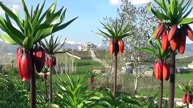 Yüksekova’da ters lale güzelliği