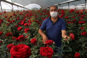 Gül üreticisine koronavirüs darbesi: Çiçekler seralarda çürüyor
