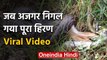Viral Video: अजगर को लगी इतनी भूख की एक ही बार में पूरे हिरण को निगल गया | वनइंडिया हिंदी