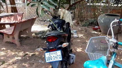 Snake uses motorcycle seat as ladder to climb tree in Cambodia